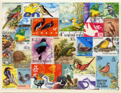 birds